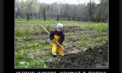 Сынок оставь огород в покое